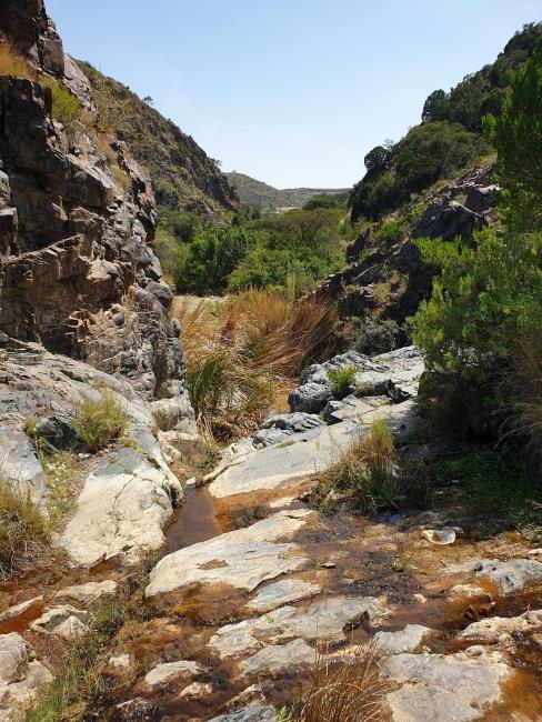 slowly flowing water during dry season. preferred habitat of the Endangered Pseudagroin arabicum