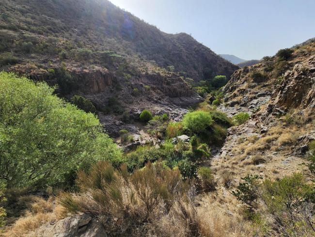 wadi bed in the central part of the site, where linear green vegetation benefits from flowing water and ponds