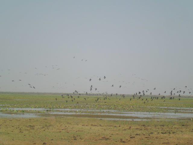 Photo 6 : Envol d'oiseaux sur le site de la mare d'Oursi