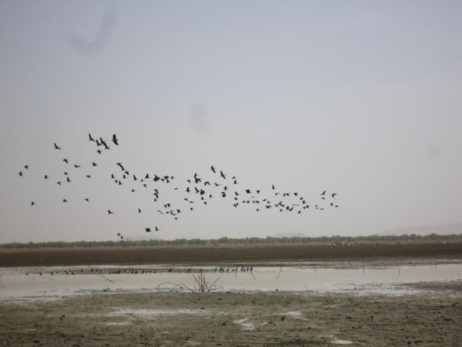 Photo 1 : Envol d'oiseau sur la mare d'Oursi en période sèche