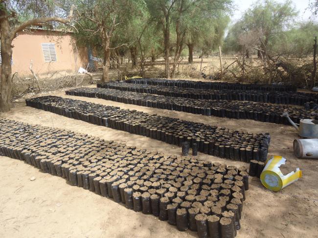 Photo 5 : Production de plants pour la protection des berges autour de la mare par le service forestier