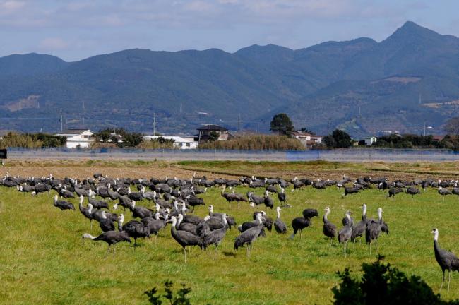 Hooded Cranes foraging in front of Mt. Yahazu, located in the northeastern part of Izumi Plain.