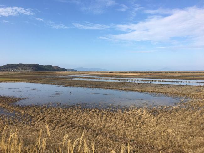 Paddy fields in winter across the Izumi Plain:
Many cranes forage during the day, and at night, they roost in groups in paddy fields filled with water for their roosting ground.