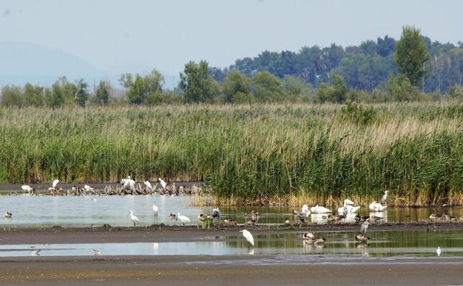 Flocking waterbirds on the mudbanks of the Ingó Grove at the Kis-Balaton.