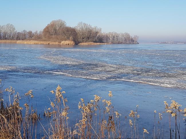 Frozen wetland in the Kis-Balaton