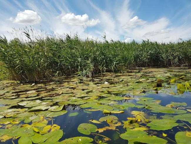 Floating vegetation and reeds in the Kis-Balaton