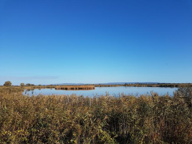 Reedbeds in the Kis-Balaton
