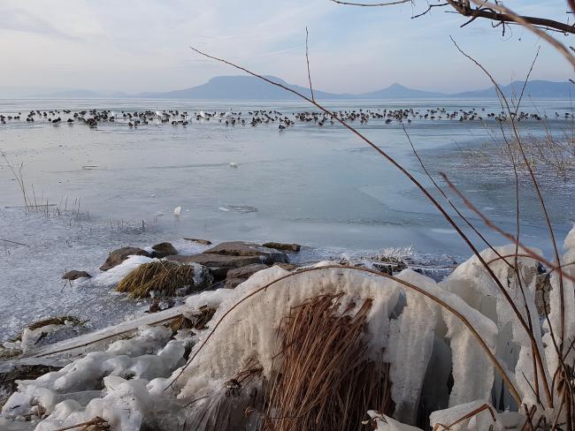 Waterbirds on the ice of Lake Balaton.