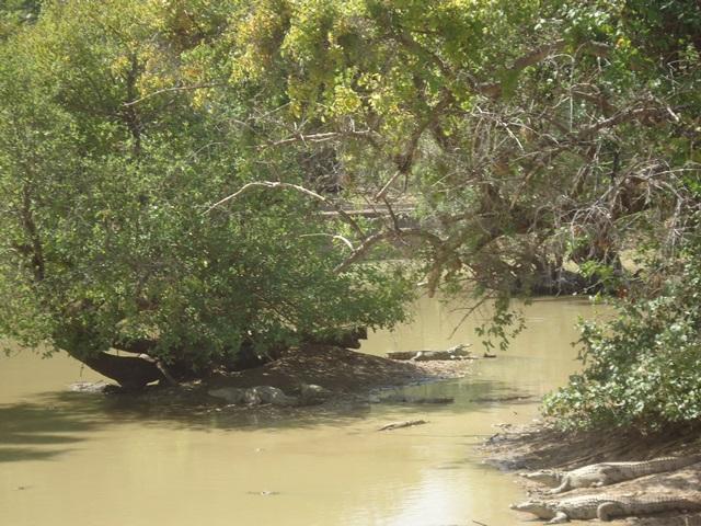 Photo 8 : Groupe de crocodiles du Nil dans la mare du village de Nogodoum