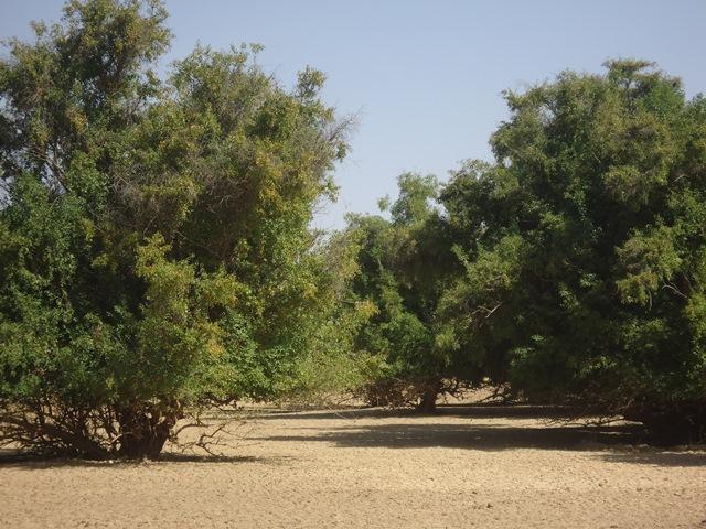 Photo 6 : îlots de végétation arborée dans le site Ramsar 