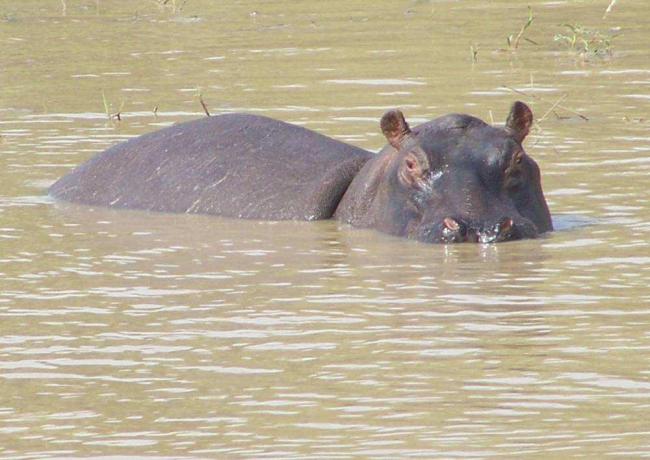 Photo 3 : Un Hippopotame 
