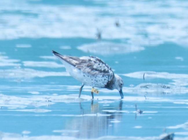 Great Knot with 4TW inscription on yellow flag banded banded in Roebuck Bay, North-West Australia
