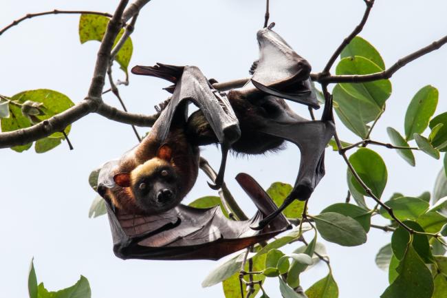 Nursing Acerodon jubatus