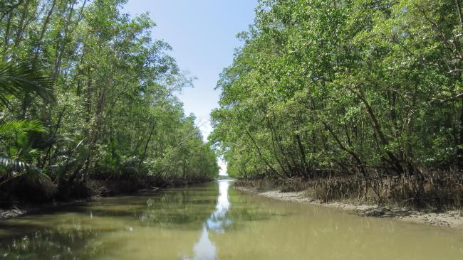 Mangroves