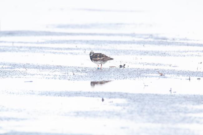 Ruddy Turnstone with J8 inscription on white flag was banded at Han Pao, Changhwa County, Taiwan on August 7, 2018. Resighted in Sibugay Wetland Nature Reserve from 2018-2021.