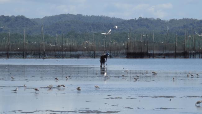 Waterbirds