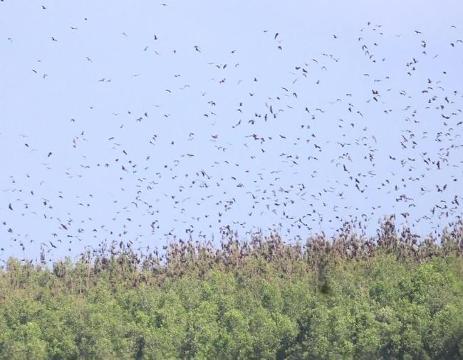 Roosting site of flying fox in Siay, Sibugay - host to the largest flying fox roost in the Philippines. Mix roost of Acerodon jubatus, Pteropus vampyrus & Pteropus hypomelanus.