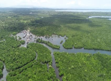 Mangroves at Talusan area -protecting the community and supporting their fishery needs. 