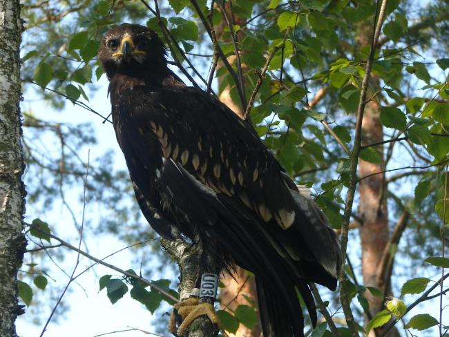 Ringed Aquila clanga