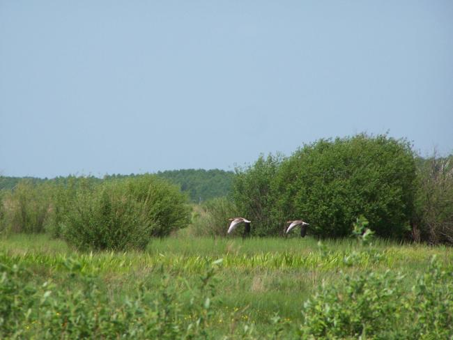 wild geese