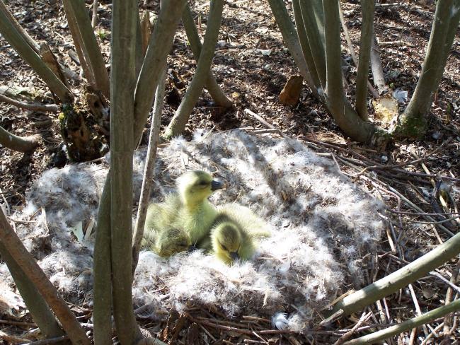 geese chicks