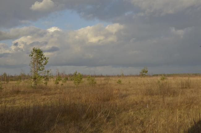 swamp