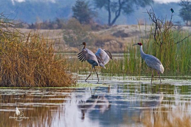 Birds in Menar Talab