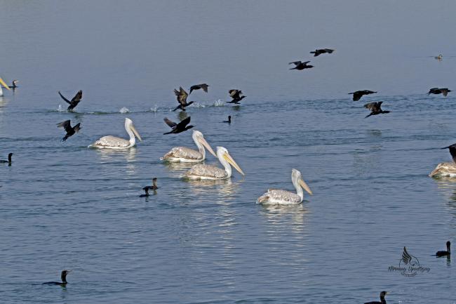 Birds in Menar Talab
