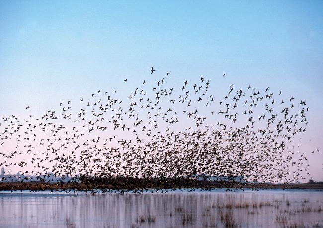 Wintering ducks – Massaciuccoli Ramsar Site