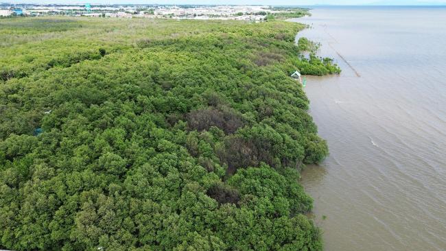 Coastal mangrove forests