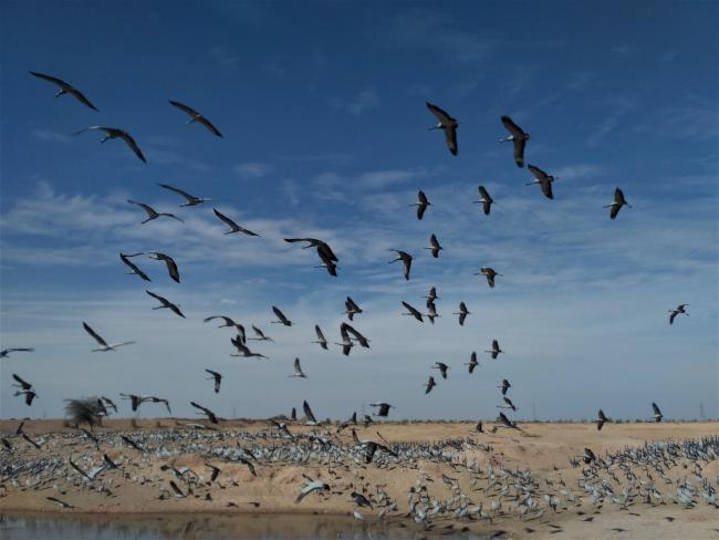 Demoiselle cranes in Khichan wetland
