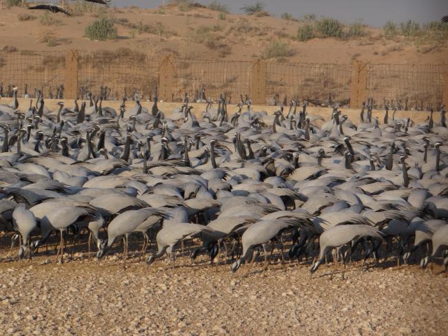 Demoiselle Crane in Khinchan