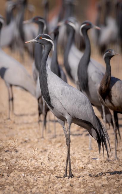 Demoiselle Crane in Khinchan