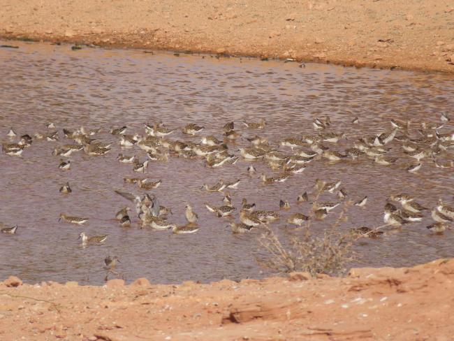 Migratory water birds in Khichan wetland 
