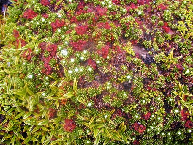 Comunidad de Astelia pumila, Donatia fascicularis en floración y la insectívora drosera uniflora (de color rojo)