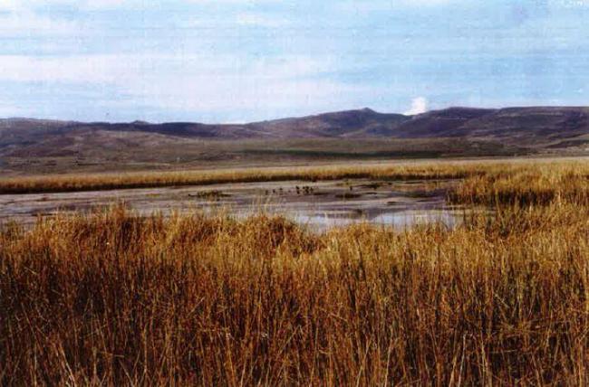 Vegetación de totorales en el espejo de agua y orillas.