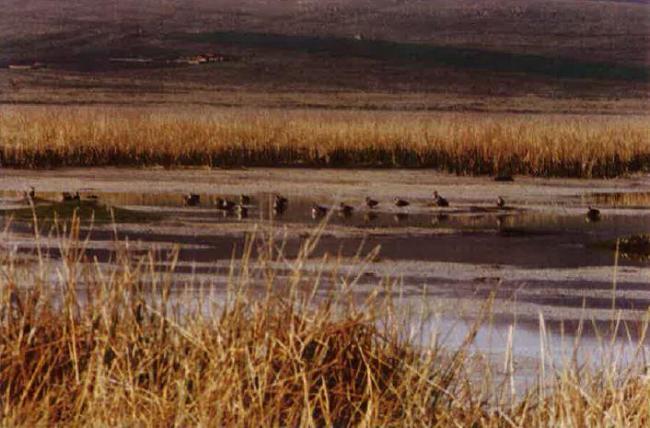 Patos altoandinos del Lago de Junín
