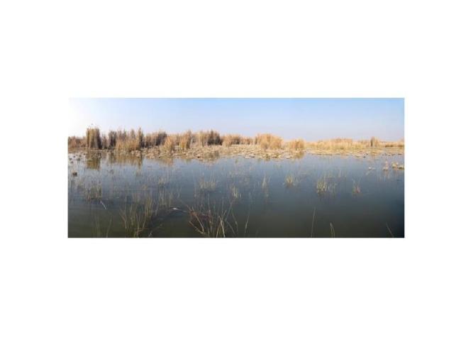 West Hammar/
Kurmashyah marsh/Al-Nasisiryah
