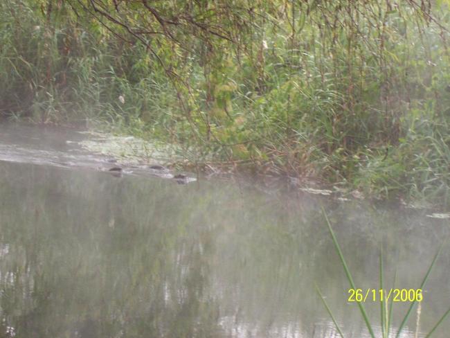  Nutrias (Lontra longicaudis) madre con  2 crías nadando en el río Teuchitlan  Jalisco , México
