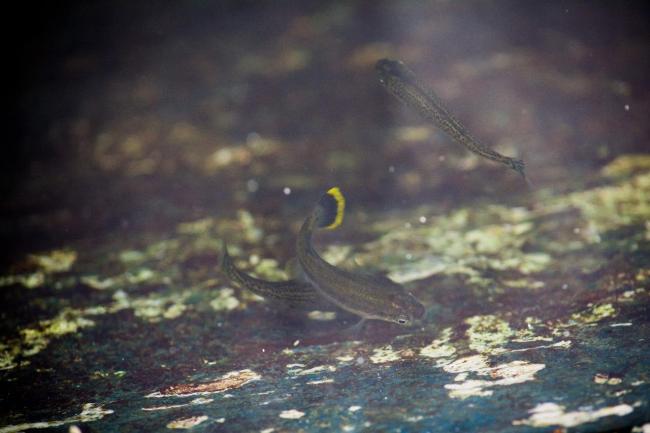 Pez (Ameca splendens) balneario el rincón, Teuchitlan Jalisco méxico