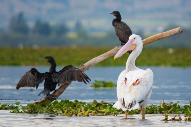 Pelicano Blanco - Pelecanus erythrorhynchos marcado con el número 3M9 en el sitio Ramsar Presa la Vega en Teuchitlan Jalisco México.