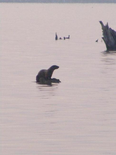 Nutria de río (Lontra longicaudis) en  el Sitio Ramsar presa la Vega en Teuchitlan Jalisco México