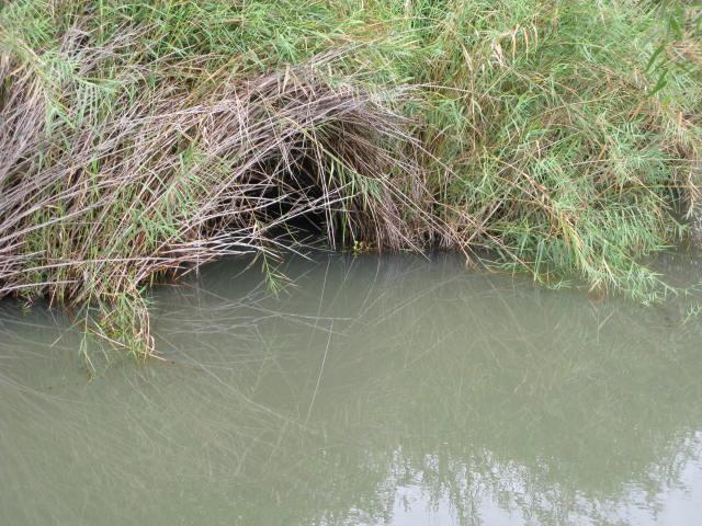 Nido de nutria (Lontra longicaudis) en las orillas del río “El Tajo” en el sitio Ramsar Presa la Vega