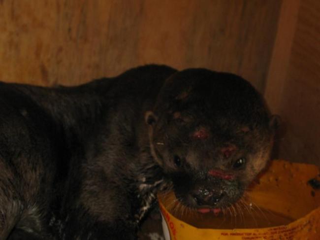 Nutria de río (Lontra longicaudis) en rehabilitación, lastimada por quedar atorada en alambre de puas localizado en las inmediaciones del sitio Ramsar Presa la Vega