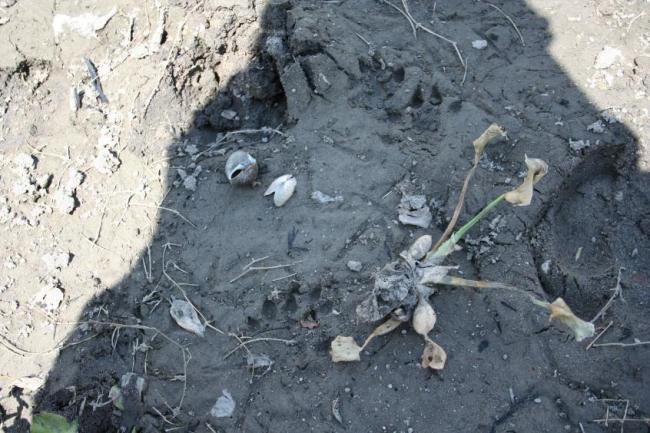Rastro de huella  de nutria (Lontra longicaudis) en las inmediaciones del sitio Ramsar presa la Vega
