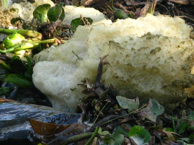 Espuma contaminante en el agua del sitio Ramsar Presa la Vega, evidencia de las descargas de residuos sin tratar al sitio Ramsar Presa la Vega