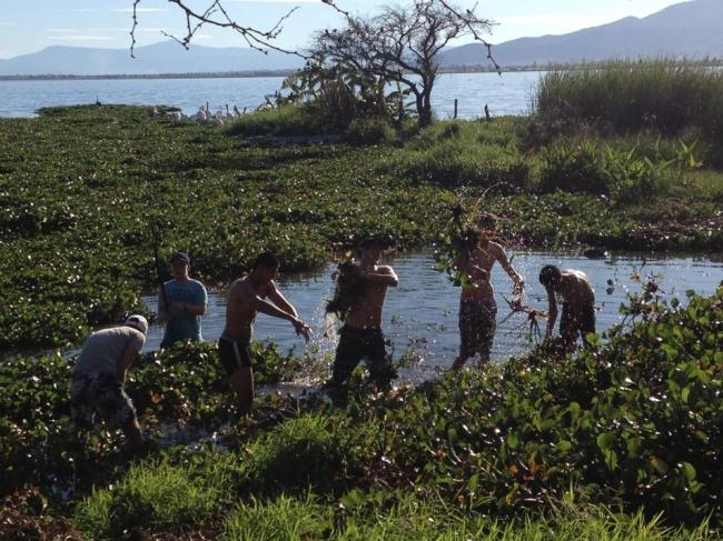 Control manual de lirio acuático realizado por las cooperativas de pescadores  a través del Programa de Empleo Temporal SEMARNAT 2016 gestionado por PROCCMA A.C.