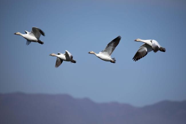 Ganso nevado, especie migratoria 