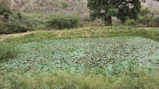 Siliserh Lake biodiversity