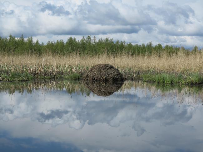 Gammelstadsvikens nature reserve